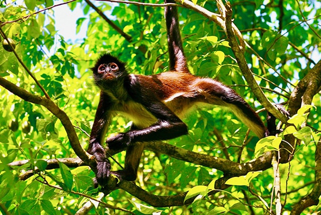 meet the monkeys in the yucatan