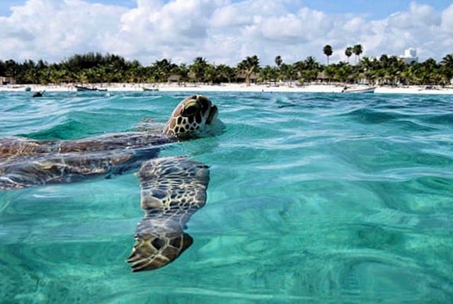 turtles in mexico and playa del carmen