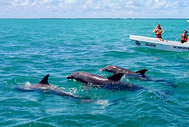 dolphins in mexico