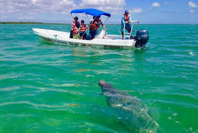 meet the animals in playa del carmen and cozumel