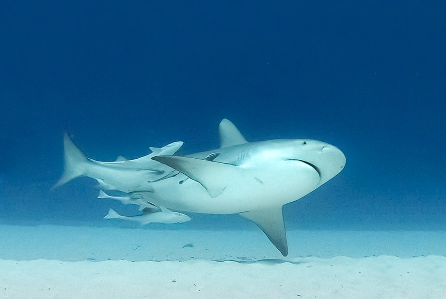Bullshark diving – Ocean Bullshark diving - Ocean