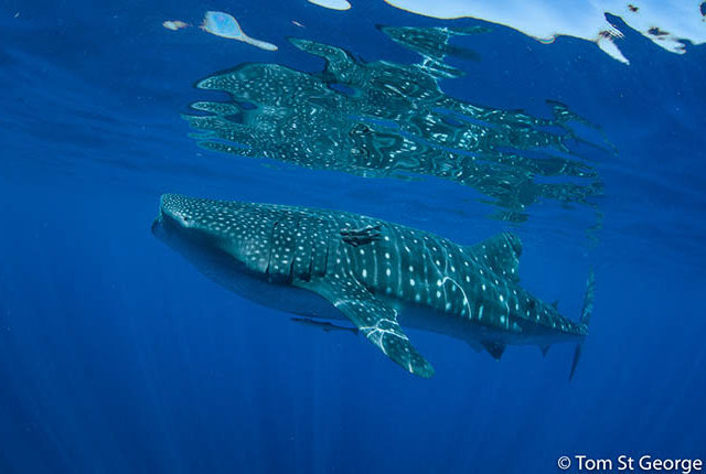 Whale Sharks and diving Mexico