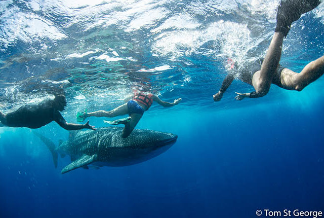 Meet the whale sharks in Tulum