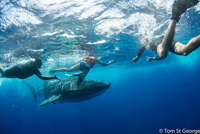 Meet the whale sharks